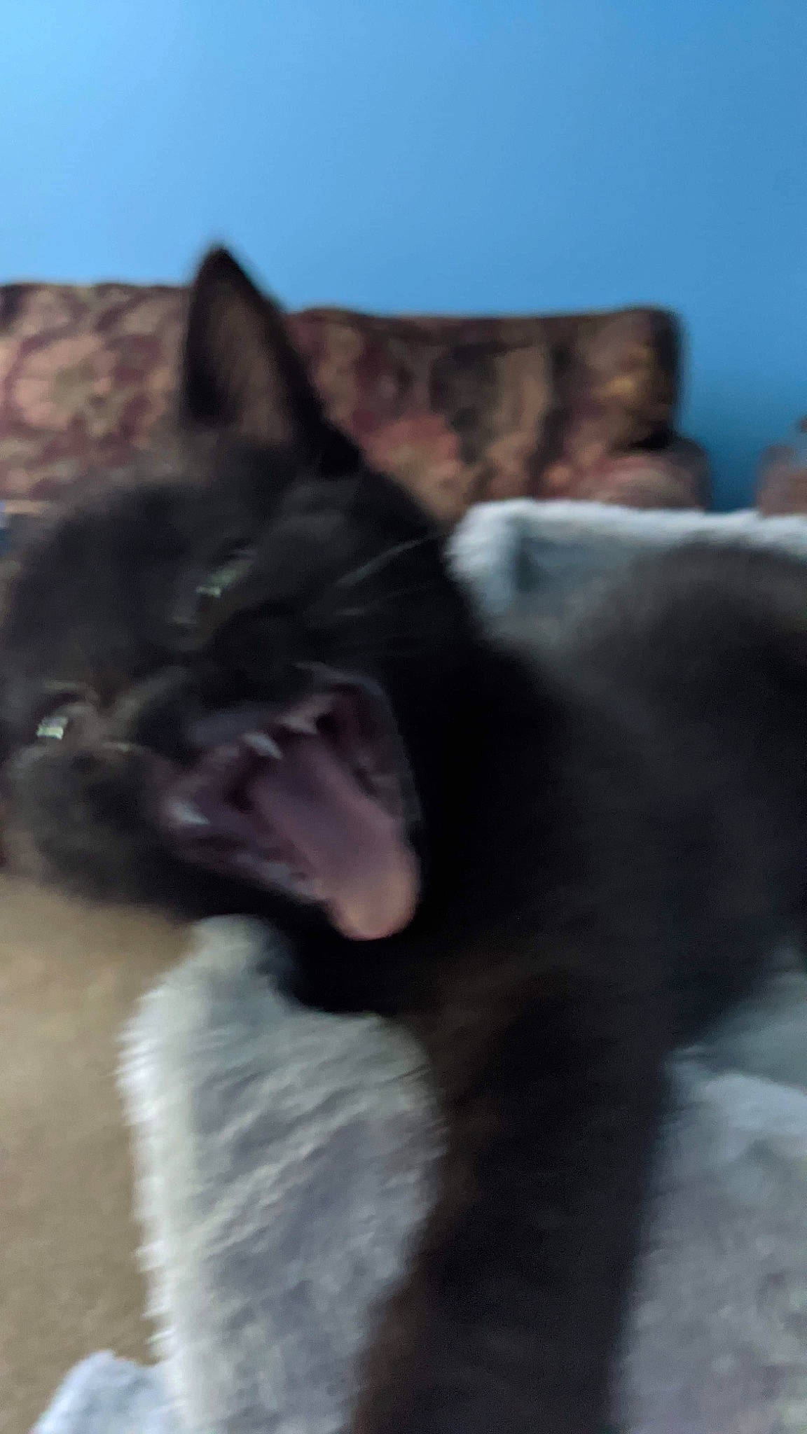 Morgana joined the competition — help win amazing prizes! black_cat, british_shorthair, burmese, canidae, carnivore, cat, dog_breed, fawn, felidae, fur, kitten, sky, small_to_medium_sized_cats, snout, whiskers