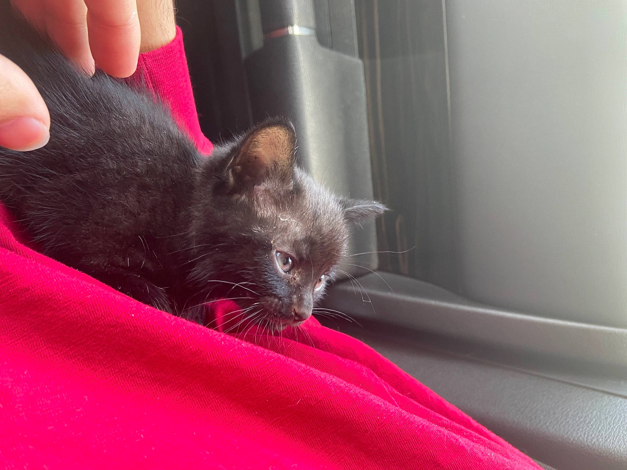 Morgana is registered to the contest to win money with this photo: asian, carnivore, cat, chartreux, claw, domestic_short_haired_cat, ear, felidae, finger, german_rex, hand, kitten, korat, nebelung, polydactyl_cat, russian_blue, small_to_medium_sized_cats, snout, whiskers