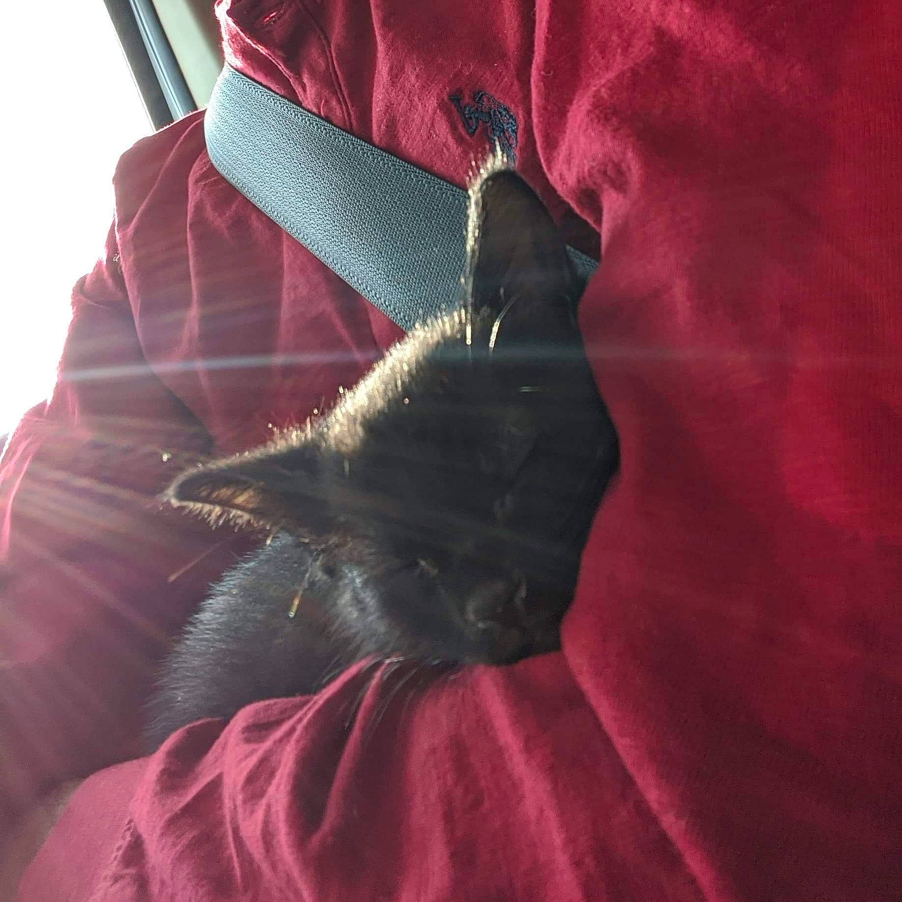 Morgana is registered to the contest to win money with this photo: bird, fur, hand, perching_bird, pink, red