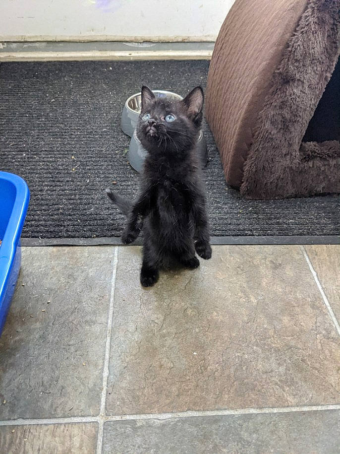 Morgana is registered to the contest to win money with this photo: black, black_cat, canidae, carnivore, cat, domestic_short_haired_cat, european_shorthair, felidae, floor, flooring, fur, kitten, polydactyl_cat, small_to_medium_sized_cats, tail, tile, whiskers