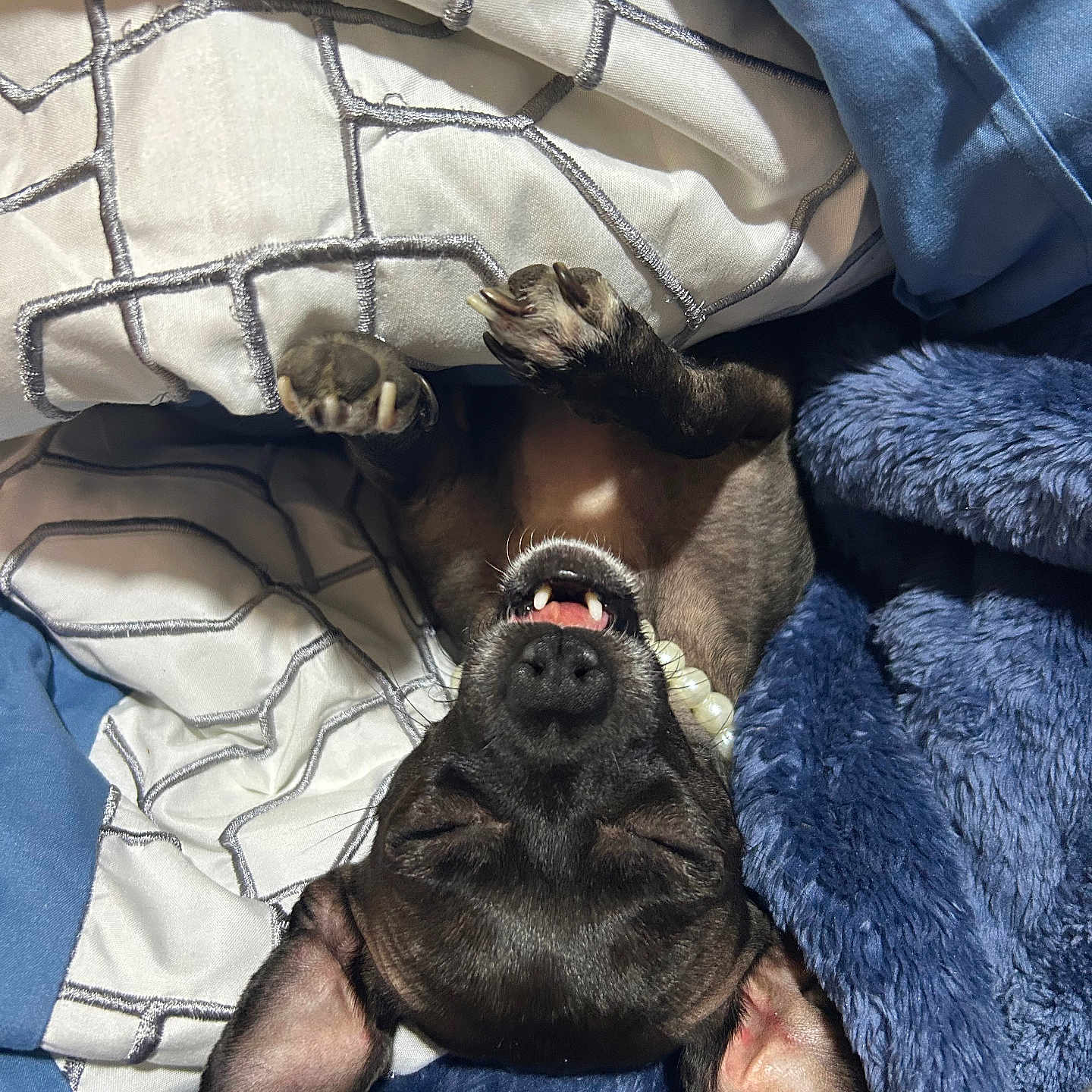 Baby is registered to the contest to win money with this photo: animal, bed, blanket, bulldog, canine, dog, face, furniture, head, homedecor, hound, laundry, linen, person, pet, photography, portrait, puppy, quilt, sleeping