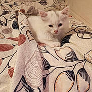 Yumiko participe au concours pour gagner de l'argent avec cette photo : kitten, cat, white_fur, blanket, bed, bedding, patterned_fabric, indoor, cozy, cute, small_animal, pet, resting, sleepy, fur, animal, comfort, soft, young, domestic