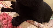 Prince a rejoint le concours — aidez-le/la à gagner de superbes lots ! black_cat, cat, pet, animal, indoor, blanket, furniture, laundry_basket, cozy, resting, fur, whiskers, ears, paws, eyes, home, relaxing, cute, domestic_cat, mammal