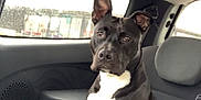 Channel participe au concours pour gagner de l'argent avec cette photo : dog, black_dog, white_chest, car_interior, backseat, blanket, window, seat, pet, animal, indoor, canine, ears_up, alert, sitting, looking, daylight, vehicle, companion, domestic_animal