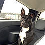 dog, black_dog, white_chest, car_interior, backseat, blanket, window, seat, pet, animal, indoor, canine, ears_up, alert, sitting, looking, daylight, vehicle, companion, domestic_animal