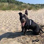 Channel a rejoint le concours — aidez-le/la à gagner de superbes lots ! dog, black_dog, sand, beach, sunny, tongue_out, sitting, happy, outdoor, nature, grass, blue_sky, leash, playful, canine, pet, summer, sunlight, excited, animal