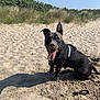 dog, black_dog, sand, beach, sunny, tongue_out, sitting, happy, outdoor, nature, grass, blue_sky, leash, playful, canine, pet, summer, sunlight, excited, animal
