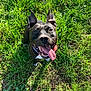 dog, black_dog, happy, tongue_out, grass, outdoor, pet, smiling, ears_up, sunlight, nature, canine, animal, close_up, looking_up, playful, friendly, summer, tongue, white_chest
