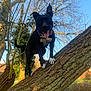 dog, tree, outdoor, animal, pet, nature, sunlight, blue_sky, bark, playful, canine, tongue_out, happy, standing, branch, paw, collar, leafless_tree, daylight, park