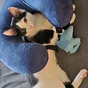 Oreo is registered to the contest to win money with this photo: cat, black_and_white, pet, animal, plush_toy, neck_pillow, blue, laying_down, indoor, fur, cute, relaxed, whiskers, ears, eyes, pink_nose, soft_texture, comfort, resting, bed