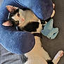 cat, black_and_white, pet, animal, plush_toy, neck_pillow, blue, laying_down, indoor, fur, cute, relaxed, whiskers, ears, eyes, pink_nose, soft_texture, comfort, resting, bed