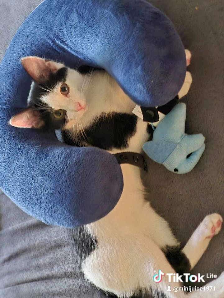 Oreo