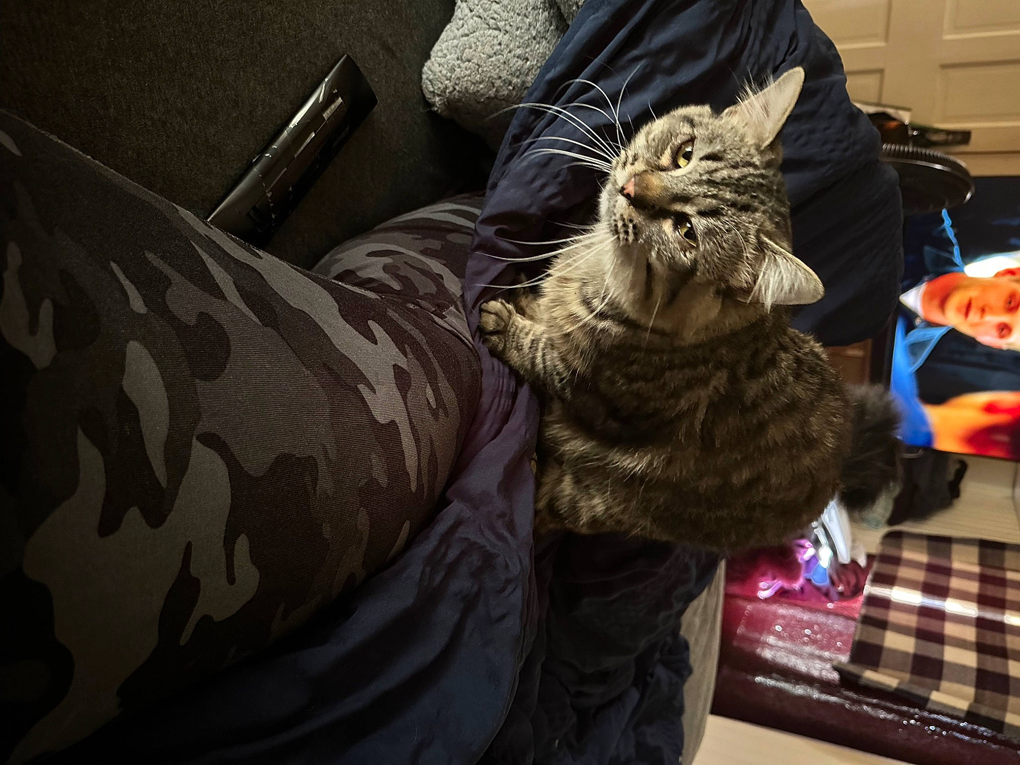 Smokey is registered to the contest to win money with this photo: beard, carnivore, cat, comfort, domestic_short_haired_cat, felidae, fur, fur_clothing, linens, pattern, room, selfie, sleeve, small_to_medium_sized_cats, whiskers