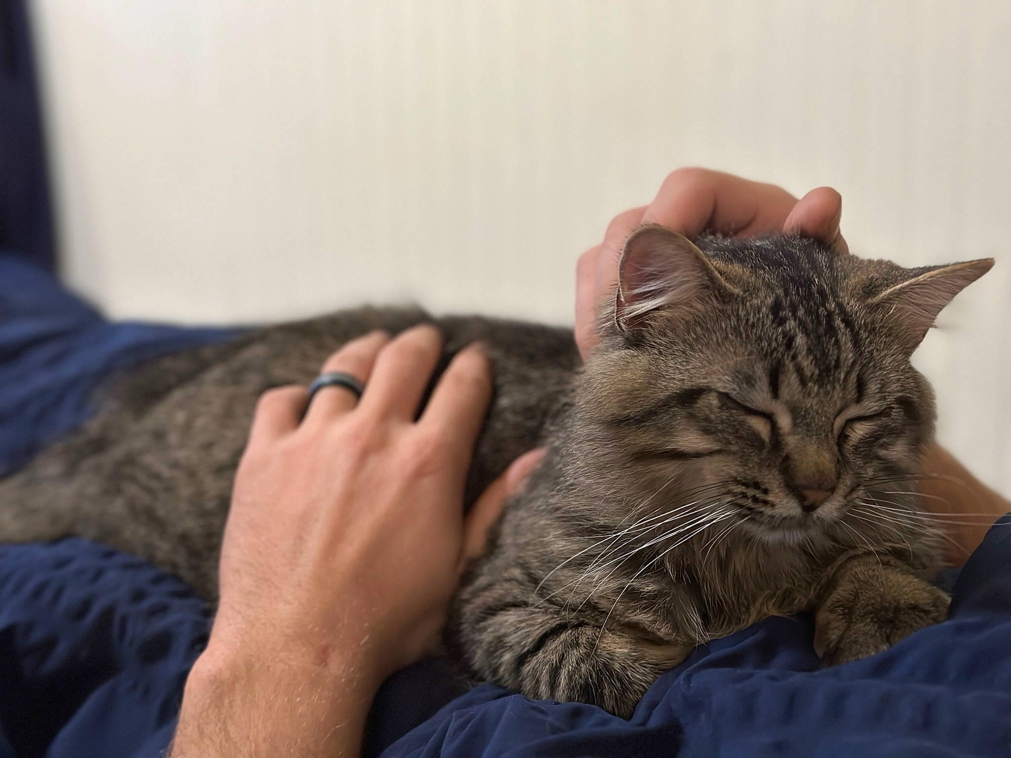 Smokey is registered to the contest to win money with this photo: carnivore, cat, claw, comfort, couch, domestic_short_haired_cat, ear, felidae, fur, gesture, grey, hand, human_leg, nail, nap, paw, sitting, small_to_medium_sized_cats, snout, whiskers