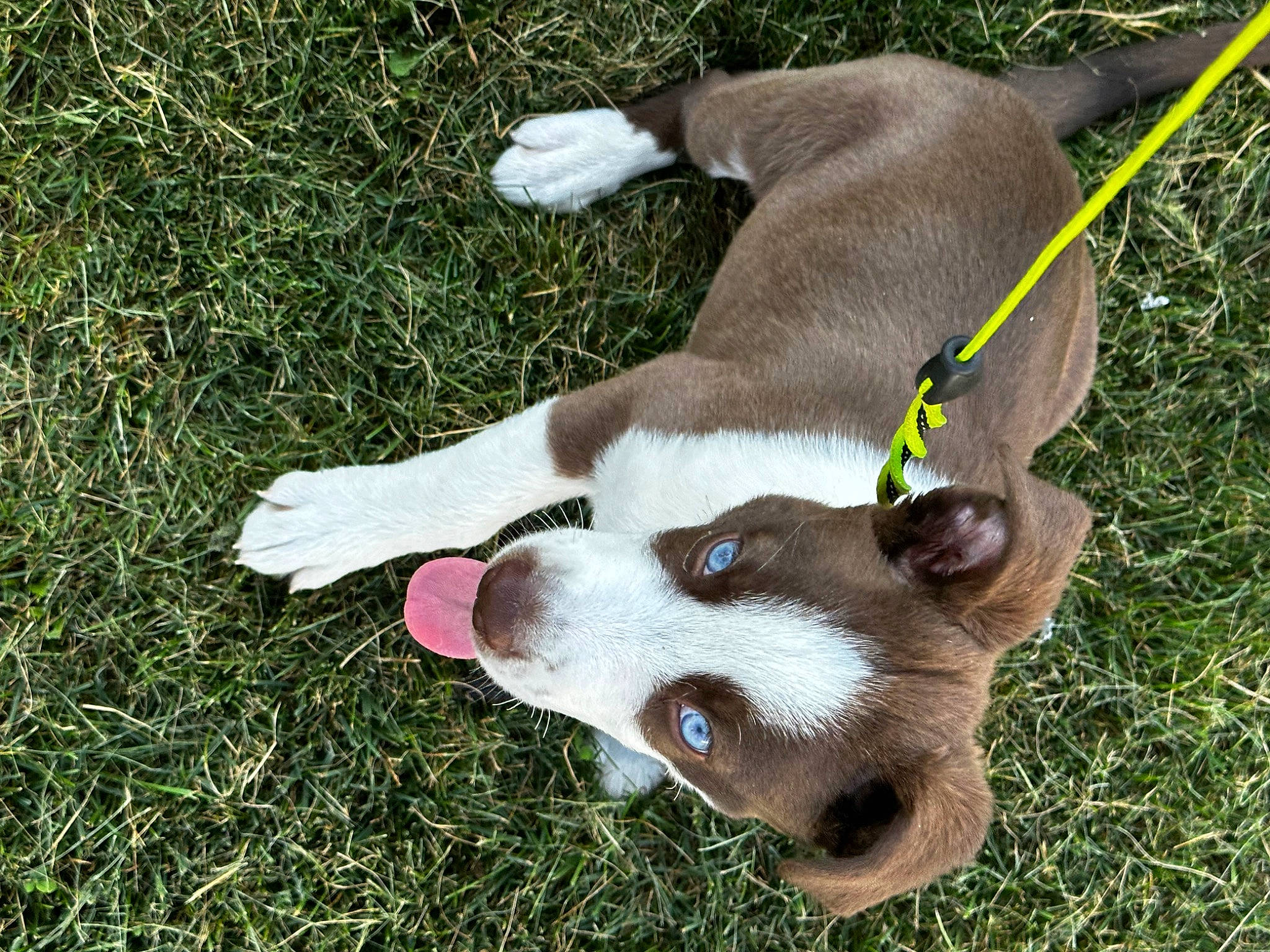 Diesel is registered to the contest to win money with this photo: canidae, carnivore, collar, companion_dog, dog, dog_breed, dog_collar, dog_supply, fawn, fur, grass, non_sporting_group, paw, snout, sporting_group, tail, terrestrial_animal, whiskers, working_animal