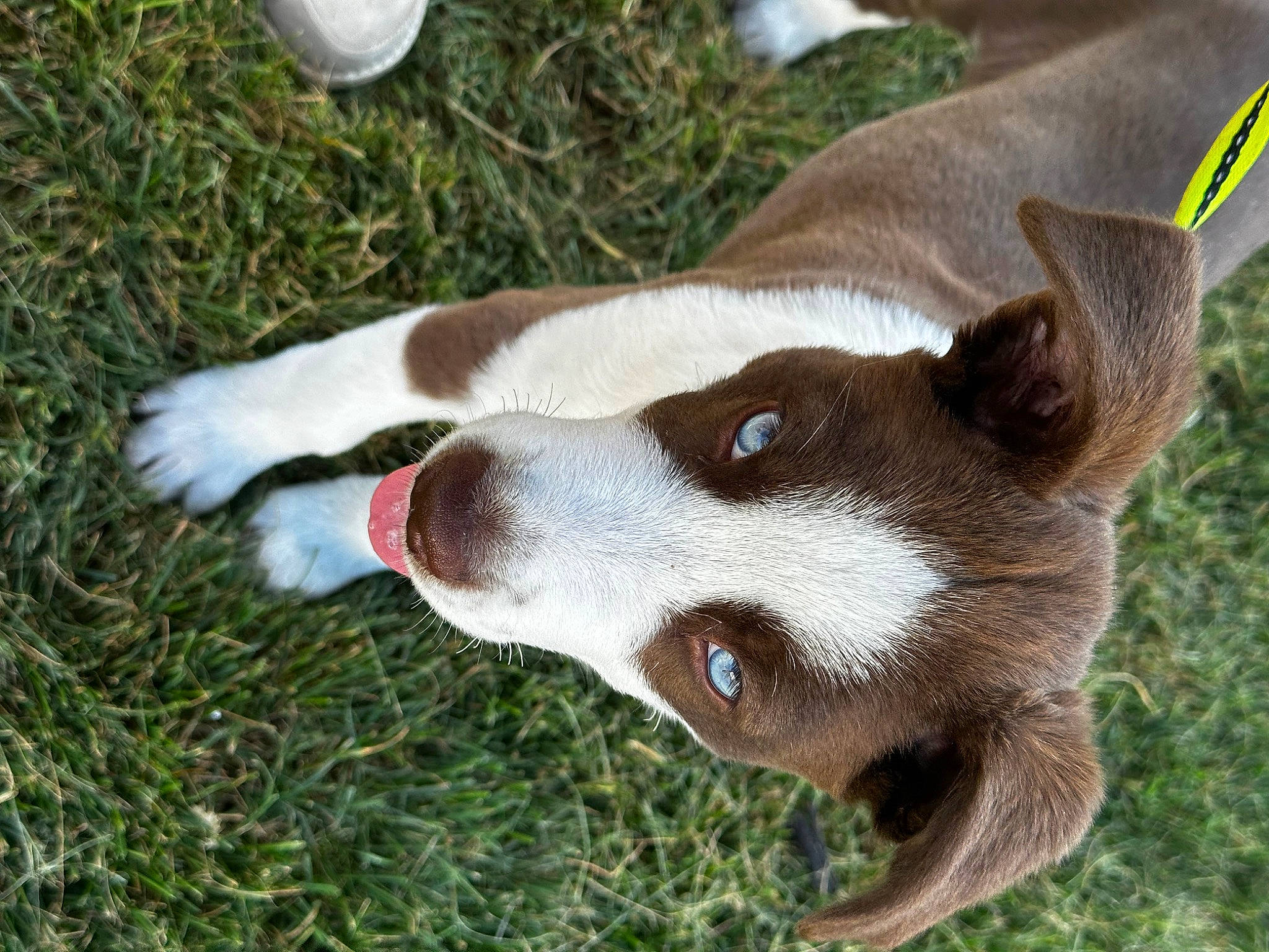 Diesel joined the competition — help win amazing prizes! canidae, carnivore, collar, companion_dog, dog, dog_breed, fawn, fur, grass, liver, non_sporting_group, plant, snout, sporting_group, terrestrial_animal, whiskers, working_animal