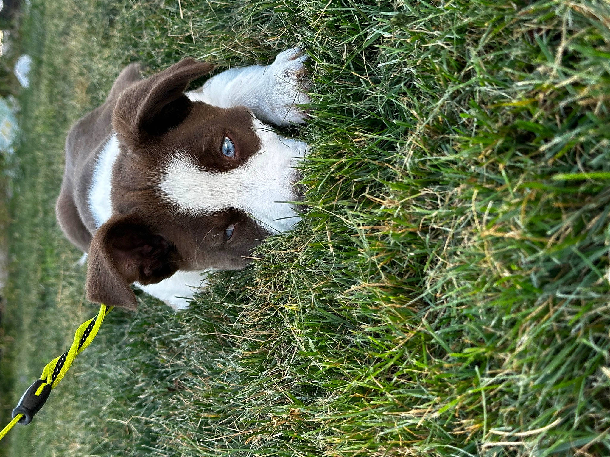 Diesel joined the competition — help win amazing prizes! boston_terrier, canidae, carnivore, companion_dog, dog, dog_breed, fawn, fur, grass, liver, pasture, plant, snout, sporting_group, tail, terrestrial_animal, tree, whiskers, wildlife, working_animal