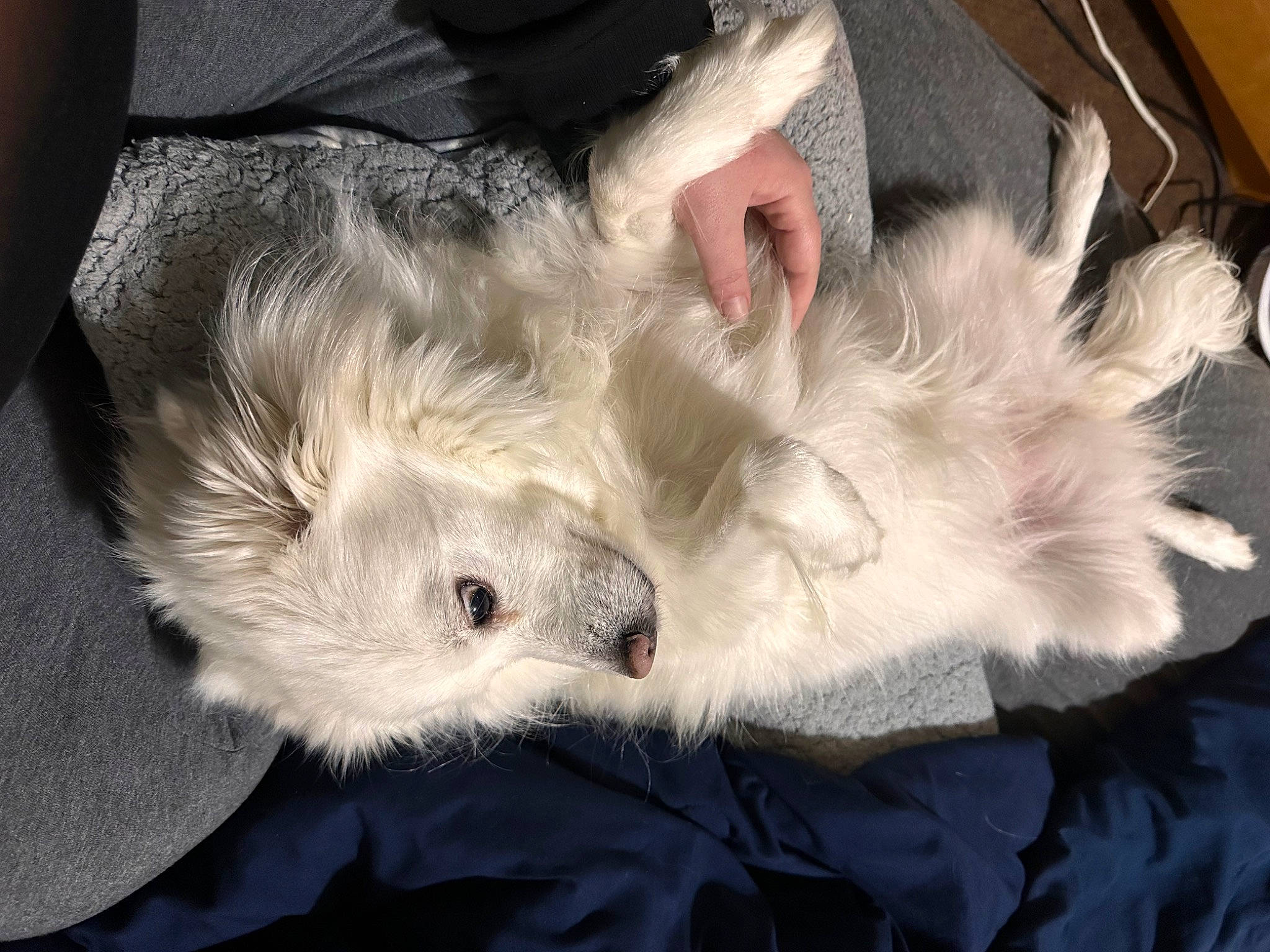 Sky joined the competition — help win amazing prizes! canidae, carnivore, claw, comfort, companion_dog, dog_breed, fawn, feather, felidae, fur, mustelidae, nap, paw, small_to_medium_sized_cats, snout, sporting_group, tail, terrestrial_animal, toy_dog, whiskers