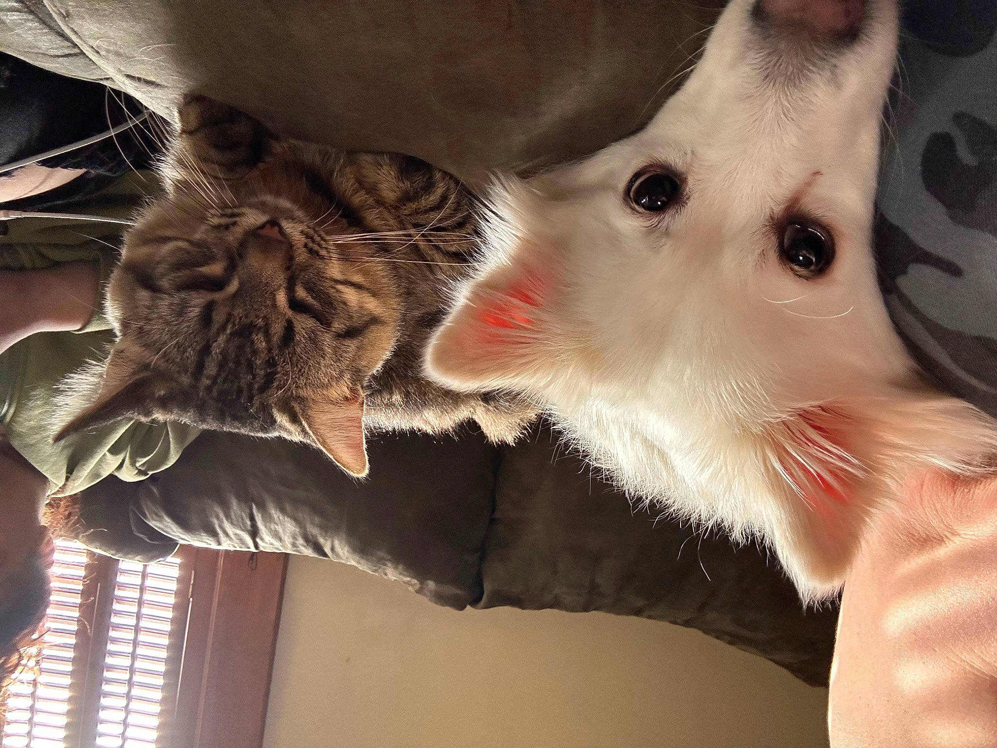 Sky joined the competition — help win amazing prizes! canidae, carnivore, cat, companion_dog, dog_breed, domestic_short_haired_cat, ear, fang, fawn, felidae, fur, gesture, jaw, mammal, paw, small_to_medium_sized_cats, snout, tail, textile, whiskers