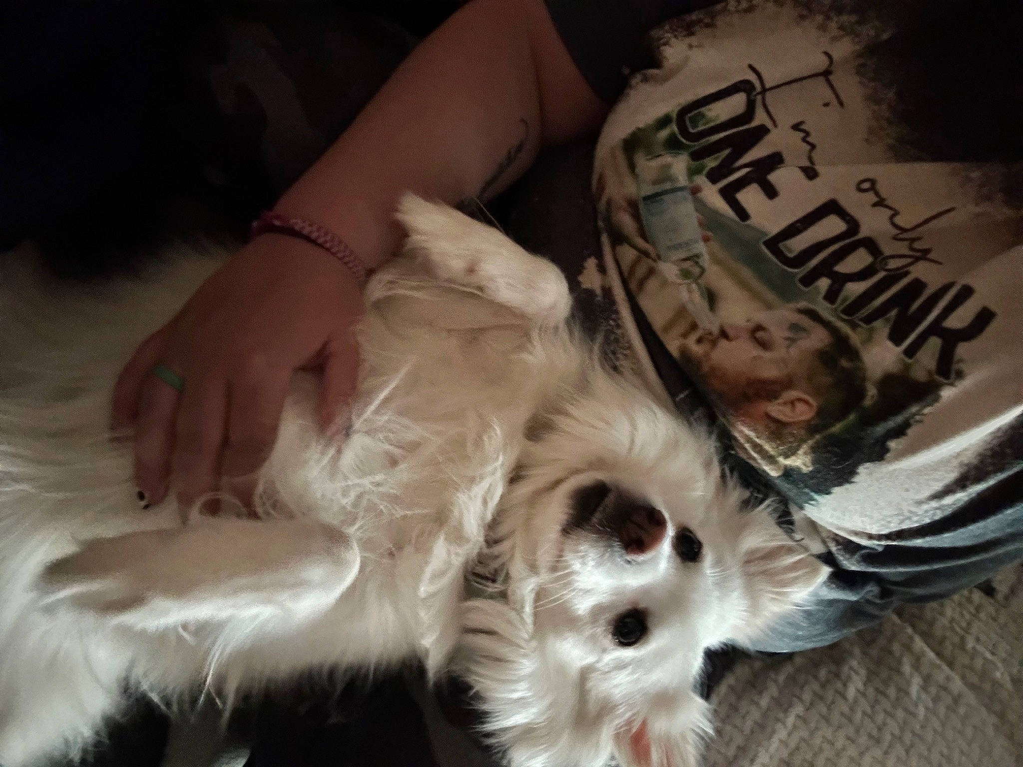 Sky is registered to the contest to win money with this photo: bed, canidae, carnivore, comfort, companion_dog, dog, dog_breed, dog_supply, felidae, fur, non_sporting_group, paw, puppy_love, small_terrier, sporting_group, terrier, toy_dog, whiskers