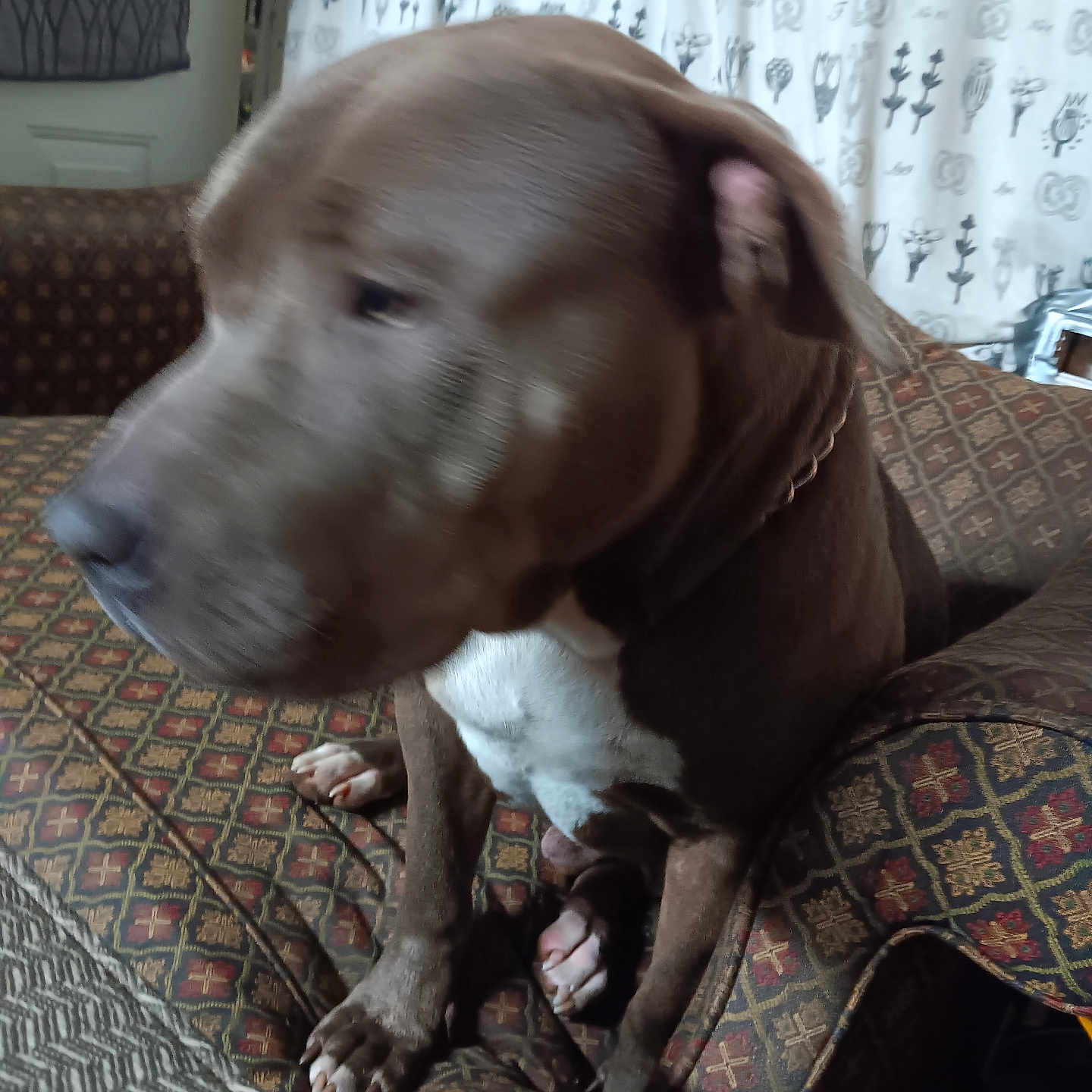 Lil Kev is registered to the contest to win money with this photo: animal, architecture, armchair, building, bulldog, canine, chair, couch, dog, furniture, homedecor, hound, indoors, labradorretriever, livingroom, pet, pitbull, pointer, puppy, room