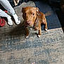 dog, brown_dog, pet, indoor, carpet, person, socks, floor, chain_collar, tail, looking_up, seated, furniture, home, living_room, footwear, curious, animal, canine, domestic