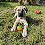 Aslan a rejoint le concours — aidez-le/la à gagner de superbes lots ! puppy, dog, grass, toy, ball, collar, outdoor, pet, animal, play, sunlight, nature, cute, young, fur, muzzle, ears, paws, garden, leash