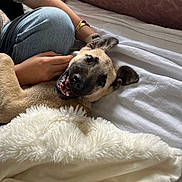 Aslan a rejoint le concours — aidez-le/la à gagner de superbes lots ! bed, blanket, casual_clothing, cozy, cute, dog, fur, furniture, hand, happy, indoor, person, pet, playing, puppy, relaxation, resting, smile, textile, warm