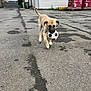 Aslan a rejoint le concours — aidez-le/la à gagner de superbes lots ! alley, animal, black_muzzle, building, construction_materials, curious, daytime, dog, light_brown, outdoor, pavement, pet, playing, puppy, small_ball, soccer_ball, street, urban, walking, young_dog
