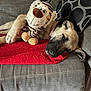 Aslan a rejoint le concours — aidez-le/la à gagner de superbes lots ! dog, stuffed_toy, tiger, red_blanket, gray_couch, pillow, sleeping, pet, cozy, indoor, relaxing, animal, fur, snuggling, home, comfort, toy, resting, canine, cute