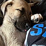 Aslan participe au concours pour gagner de l'argent avec cette photo : puppy, dog, sleeping, tongue_out, closeup, fur, paw, resting, cozy, indoor, person, clothing, text, black_shirt, blue_text, couch, snuggle, cute, relaxing, pet