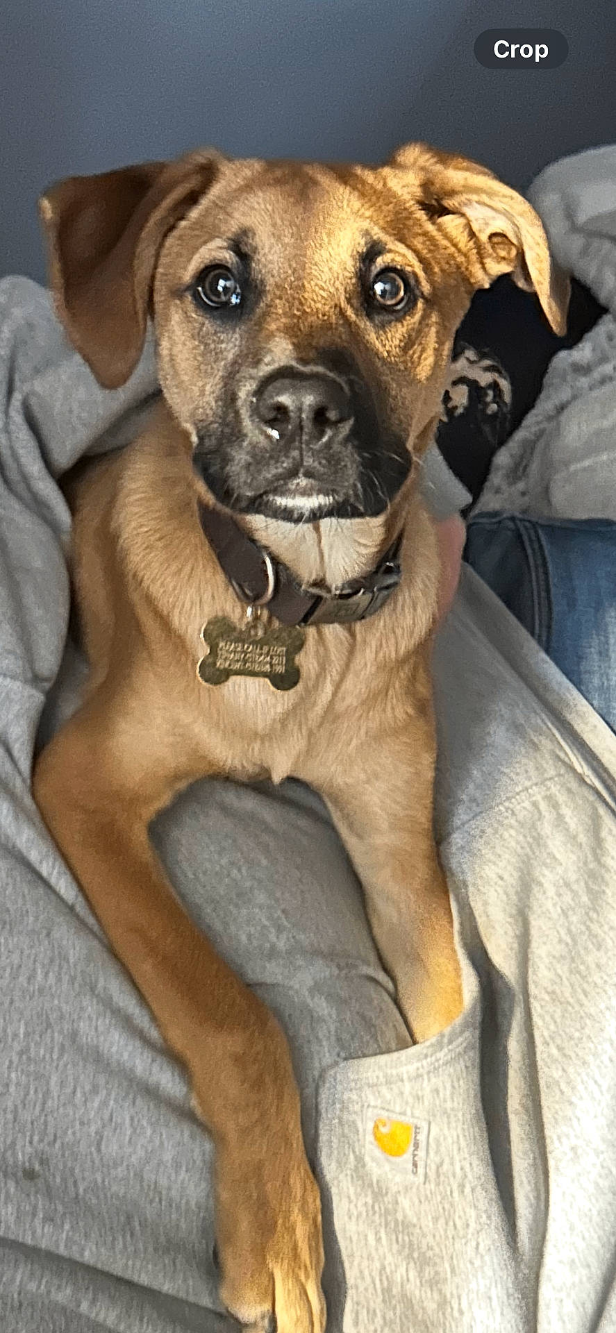 Sully joined the competition — help win amazing prizes! animal, blanket, brown_fur, collar, cozy, cute, dog, dog_tag, domestic_animal, ears, front_legs, gray_blanket, indoor, looking_at_camera, pet, portrait, puppy, relaxed, snout, young_dog