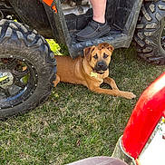 Sully is registered to the contest to win money with this photo: animal, atv, brown_dog, collar, curious, daylight, dog, foot, grass, leg, muddy, nature, outdoor, person, pet, resting, shoe, tag, tire, vehicle