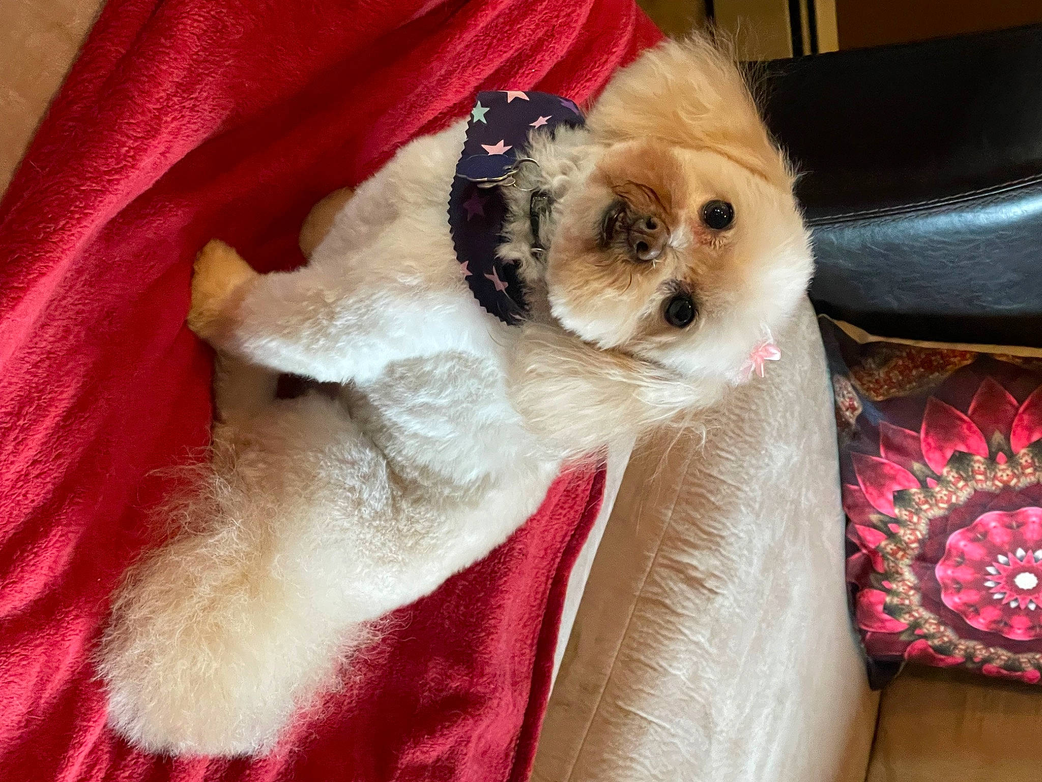 Rosie is registered to the contest to win money with this photo: canidae, carnivore, comfort, companion_dog, couch, dog, dog_breed, dog_supply, fawn, felidae, fur, linens, non_sporting_group, pet_supply, puppy, snout, sporting_group, toy_dog, whiskers, working_animal