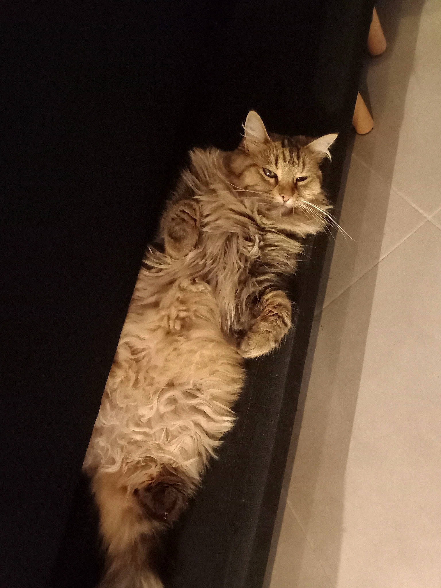 Pounette a rejoint le concours — aidez-le/la à gagner de superbes lots ! british_longhair, carnivore, cat, claw, darkness, domestic_short_haired_cat, fawn, felidae, flooring, fur, hardwood, paw, plant, small_to_medium_sized_cats, tail, terrestrial_animal, whiskers, window, wood