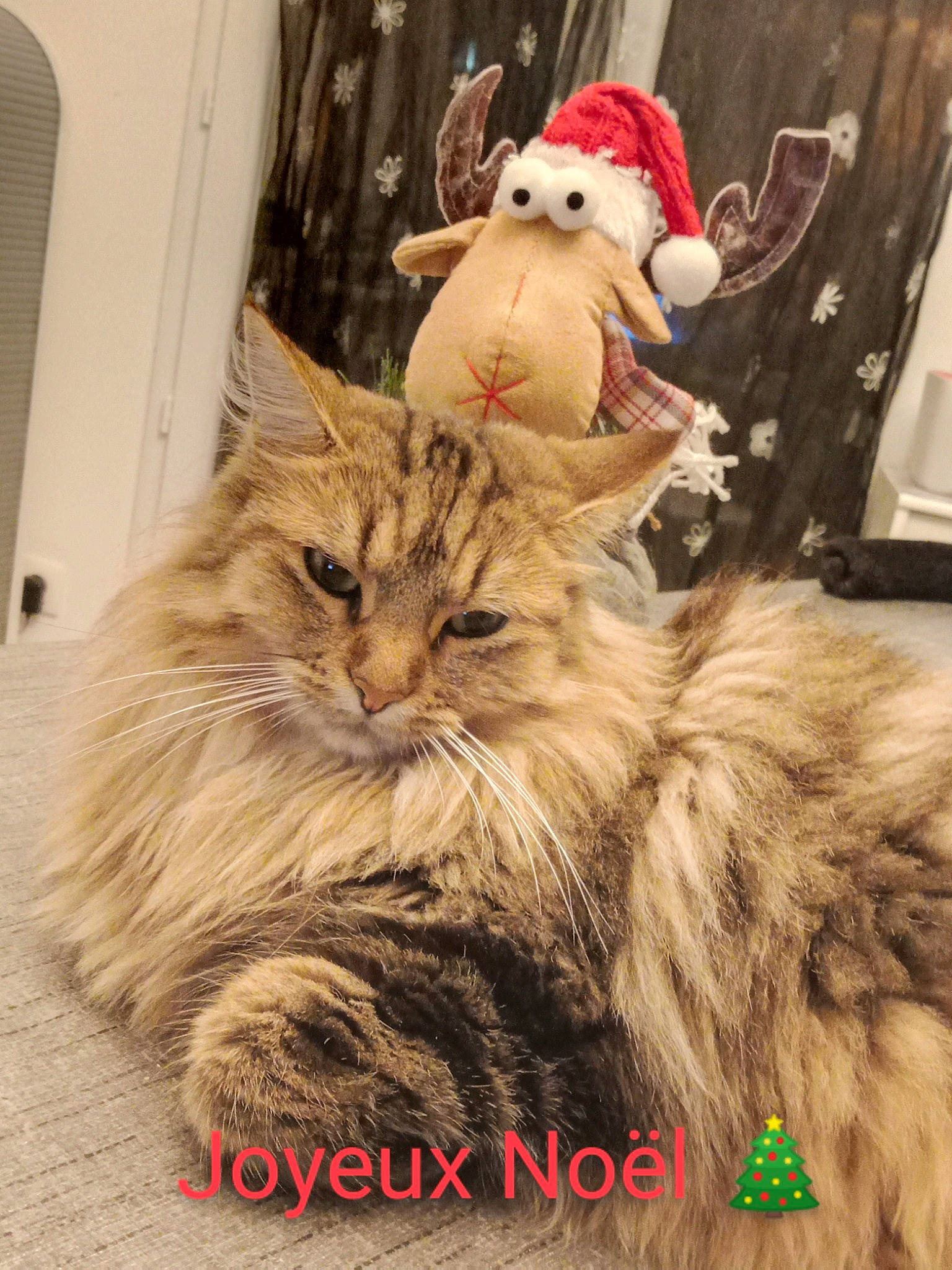 Pounette participe au concours pour gagner de l'argent avec cette photo : carnivore, cat, event, fawn, felidae, fur, hat, maine_coon, ornament, photo_caption, small_to_medium_sized_cats, snout, stuffed_toy, terrestrial_animal, toy, whiskers