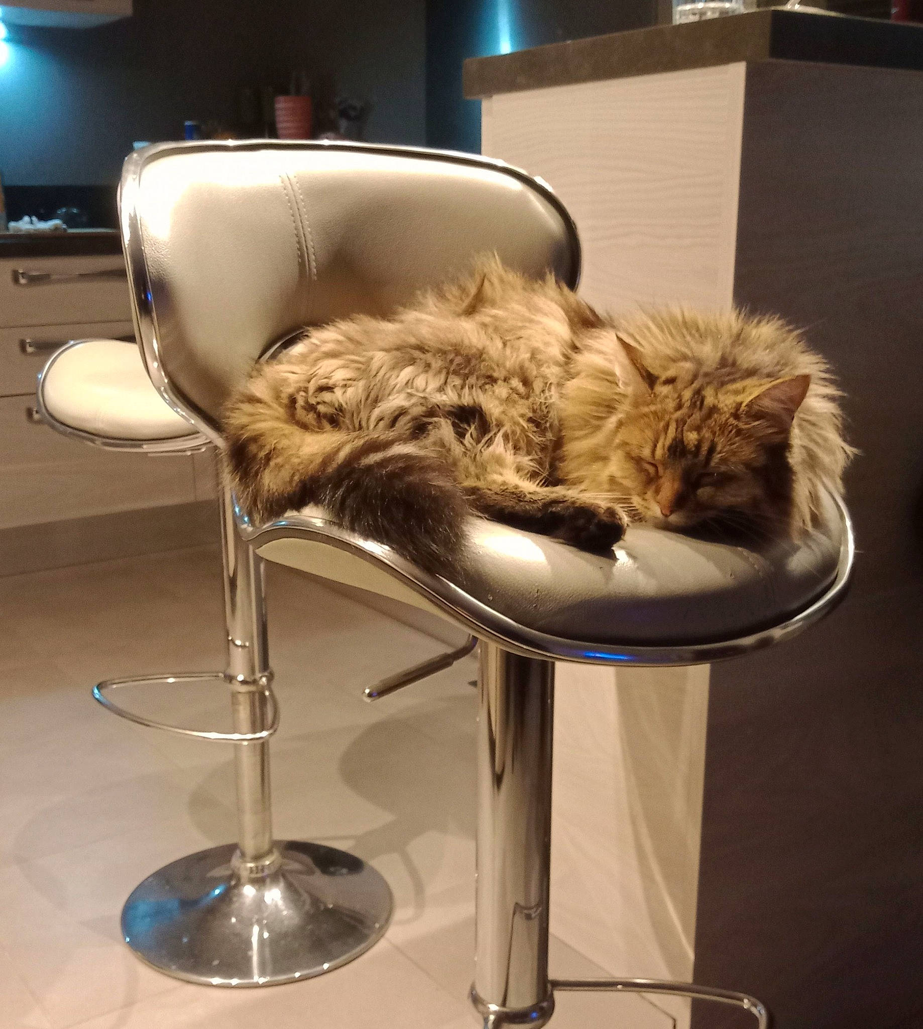 Pounette a rejoint le concours — aidez-le/la à gagner de superbes lots ! canidae, carnivore, chair, comfort, companion_dog, dog_breed, domestic_short_haired_cat, eyewear, fashion_accessory, fawn, feather, felidae, flooring, fur, metal, small_to_medium_sized_cats, sporting_group, tail, toy_dog, whiskers