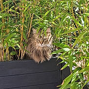 Poupoune participe au concours pour gagner de l'argent avec cette photo : animal, bamboo, cat, ears, eyes, face, feline, fluffy, fur, garden, greenery, leaves, long_hair, nature, outdoor, pet, portrait, sitting, tabby, whiskers