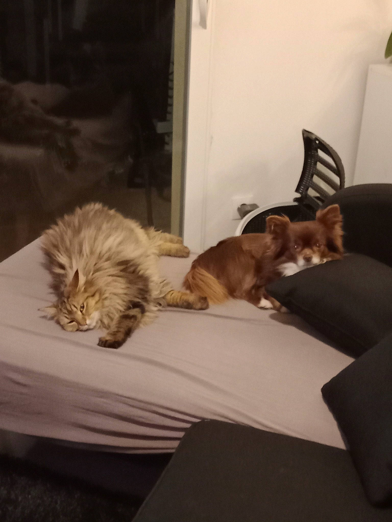 Guismau a rejoint le concours — aidez-le/la à gagner de superbes lots ! canidae, carnivore, cat, chair, comfort, companion_dog, dog_breed, domestic_short_haired_cat, fawn, felidae, floor, flooring, fur, hardwood, mammal, small_to_medium_sized_cats, tail, vertebrate, whiskers, wood