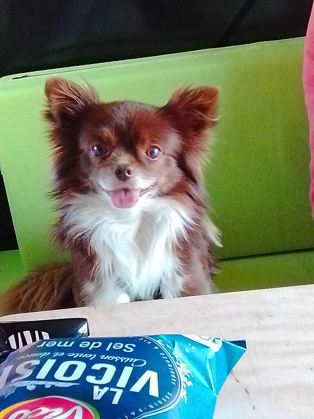 Guismau participe au concours pour gagner de l'argent avec cette photo : canidae, carnivore, companion_dog, dog, dog_breed, dog_supply, fawn, fur, grass, liver, non_sporting_group, papillon, pet_supply, snout, sporting_group, tail, terrestrial_animal, toy_dog, whiskers, working_animal