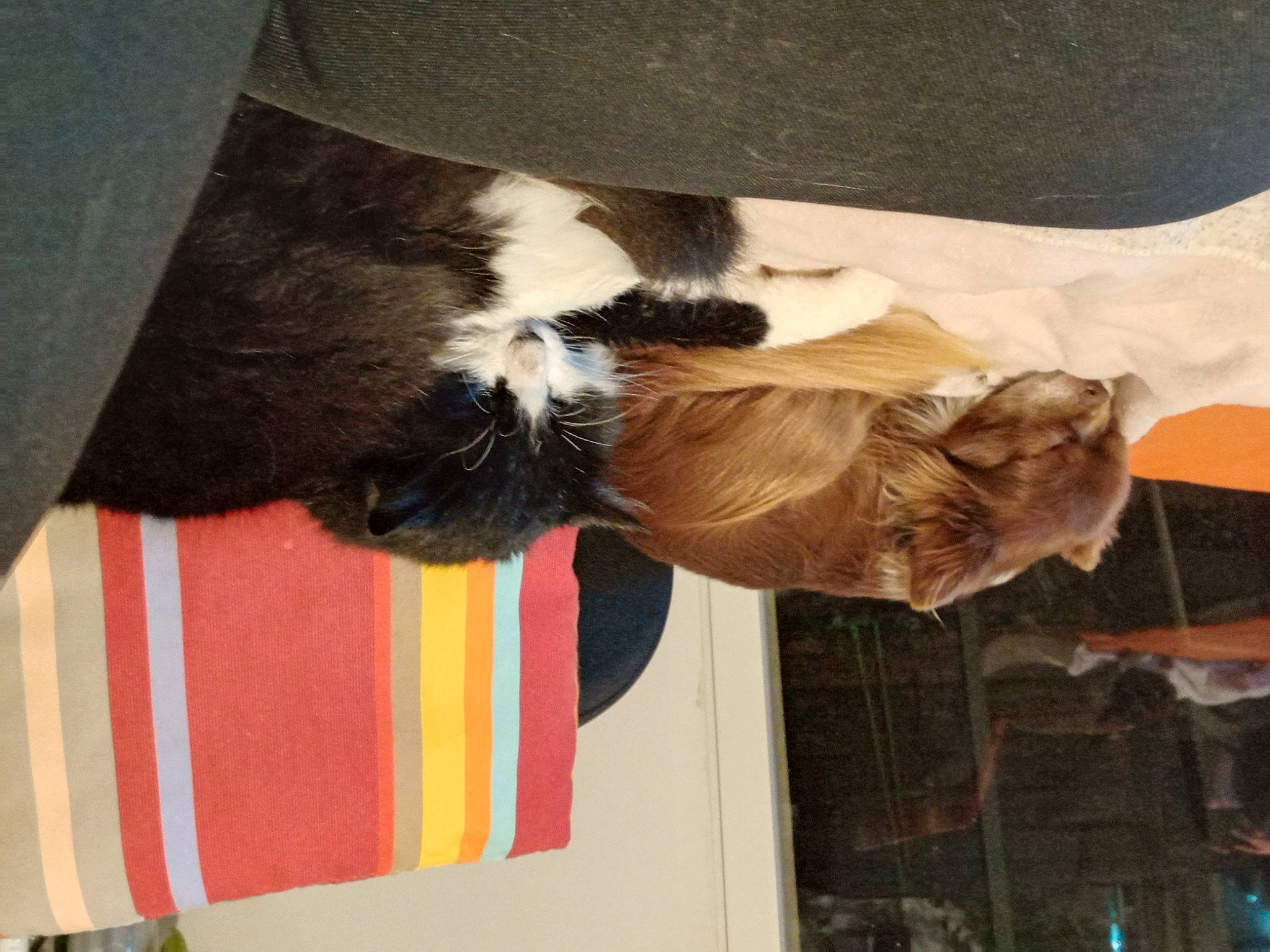 Guismau participe au concours pour gagner de l'argent avec cette photo : canidae, carnivore, cat, comfort, companion_dog, dog_breed, fawn, felidae, fur, human_leg, mammal, small_to_medium_sized_cats, snout, sporting_group, sunglasses, tail, tints_and_shades, vertebrate, whiskers, wood