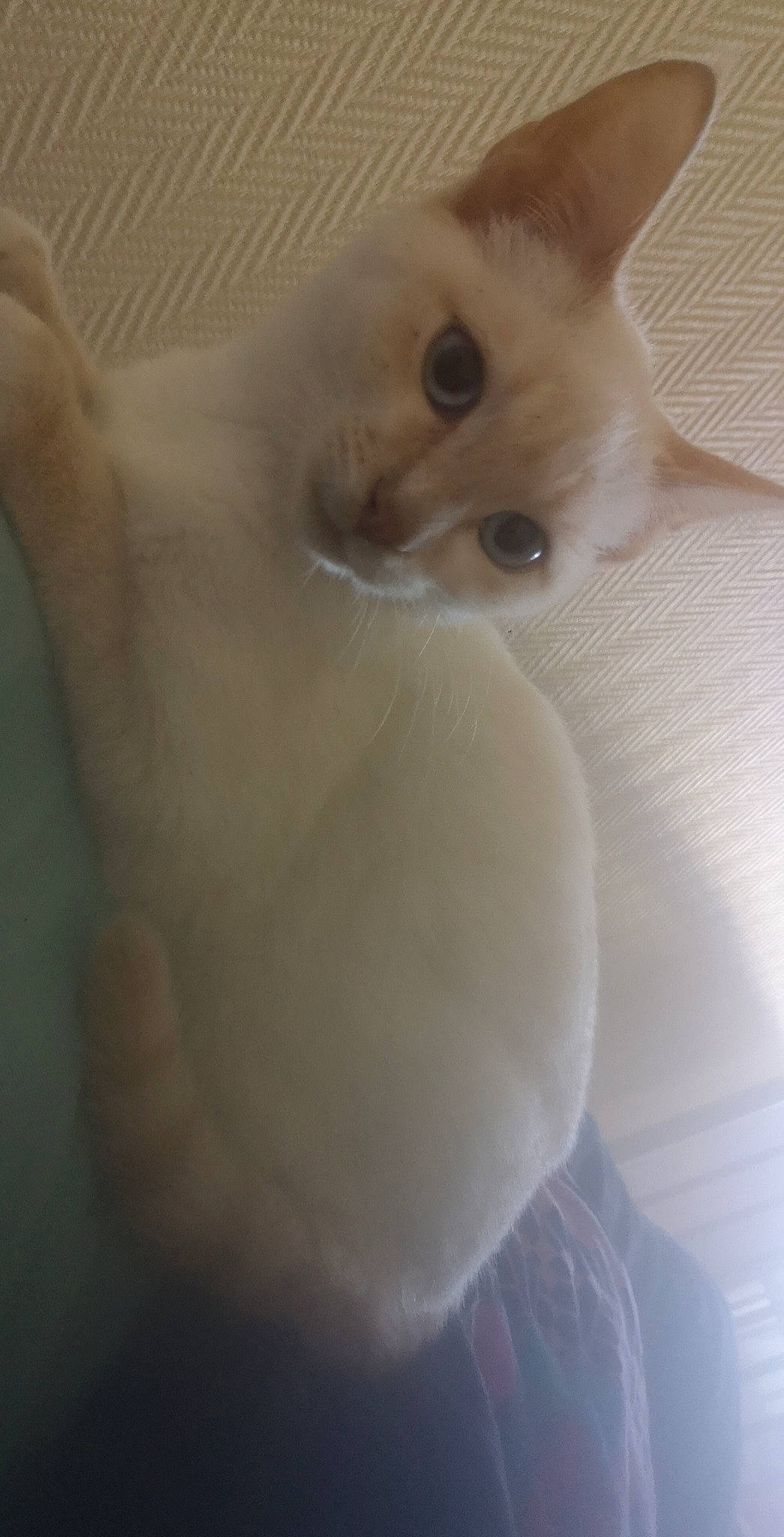 Satis a rejoint le concours — aidez-le/la à gagner de superbes lots ! carnivore, cat, domestic_short_haired_cat, ear, fawn, felidae, fur, paw, small_to_medium_sized_cats, snout, tail, terrestrial_animal, whiskers