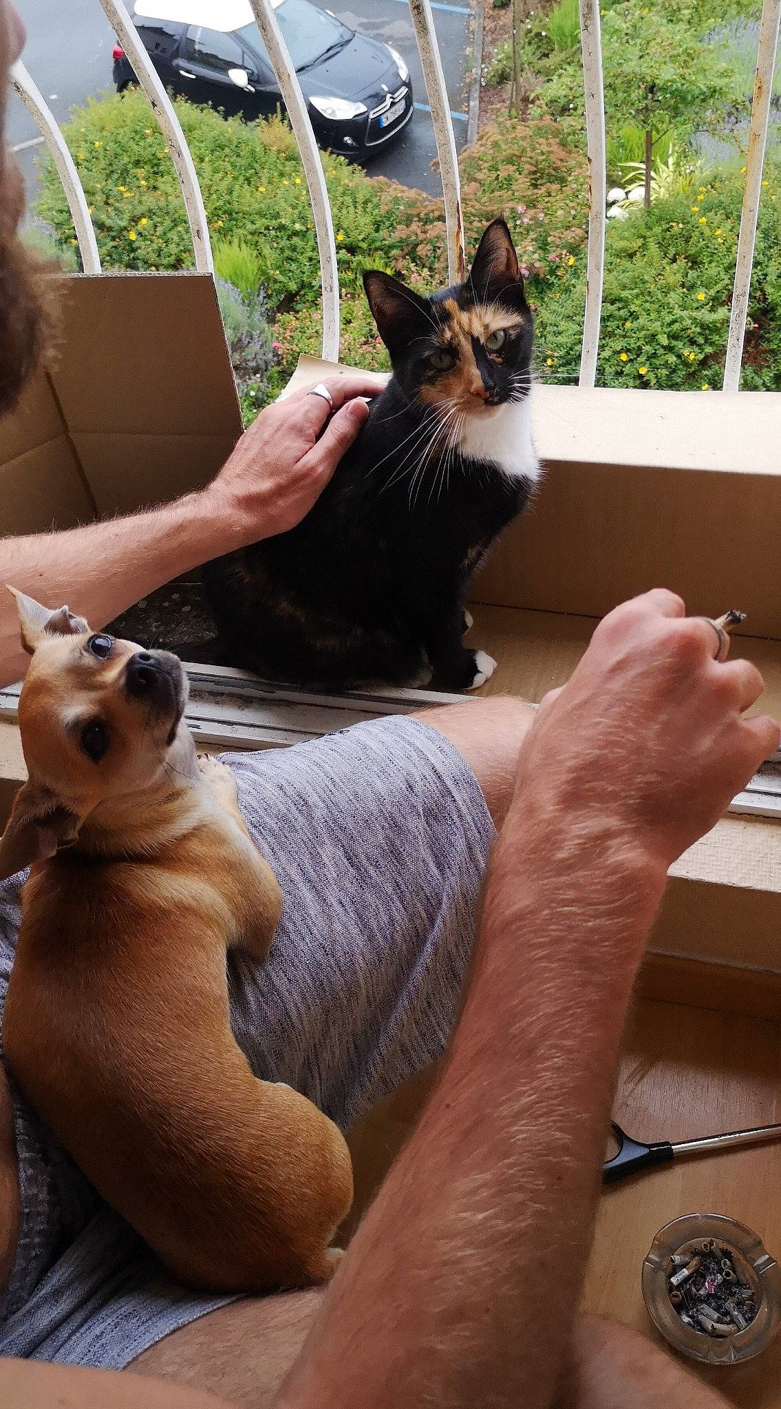 Guizmo participe au concours pour gagner de l'argent avec cette photo : canidae, carnivore, cat, dog_breed, fawn, felidae, mammal, paw, small_to_medium_sized_cats, whiskers