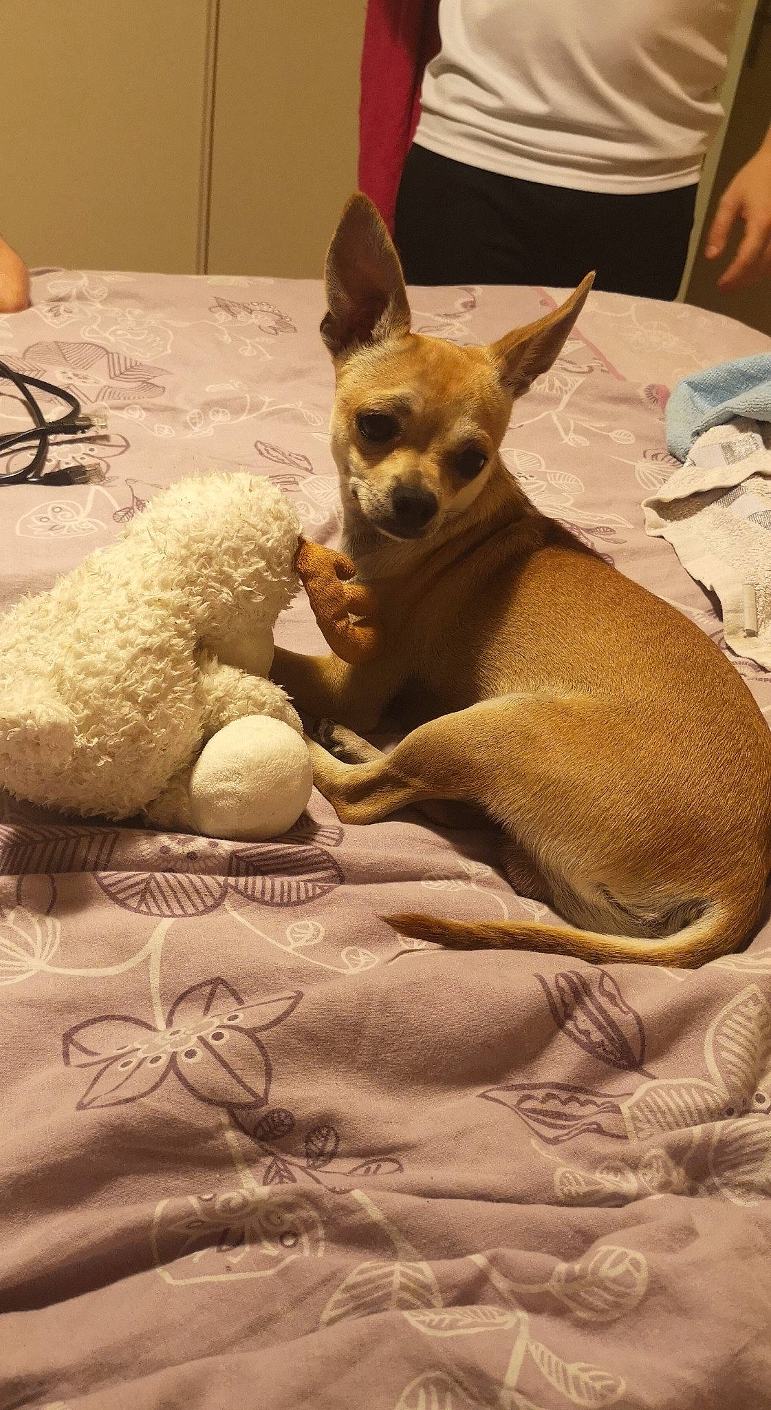 Guizmo a rejoint le concours — aidez-le/la à gagner de superbes lots ! canidae, carnivore, cat, chihuahua, companion_dog, cornish_rex, dog, dog_breed, fawn, felidae, toy_dog