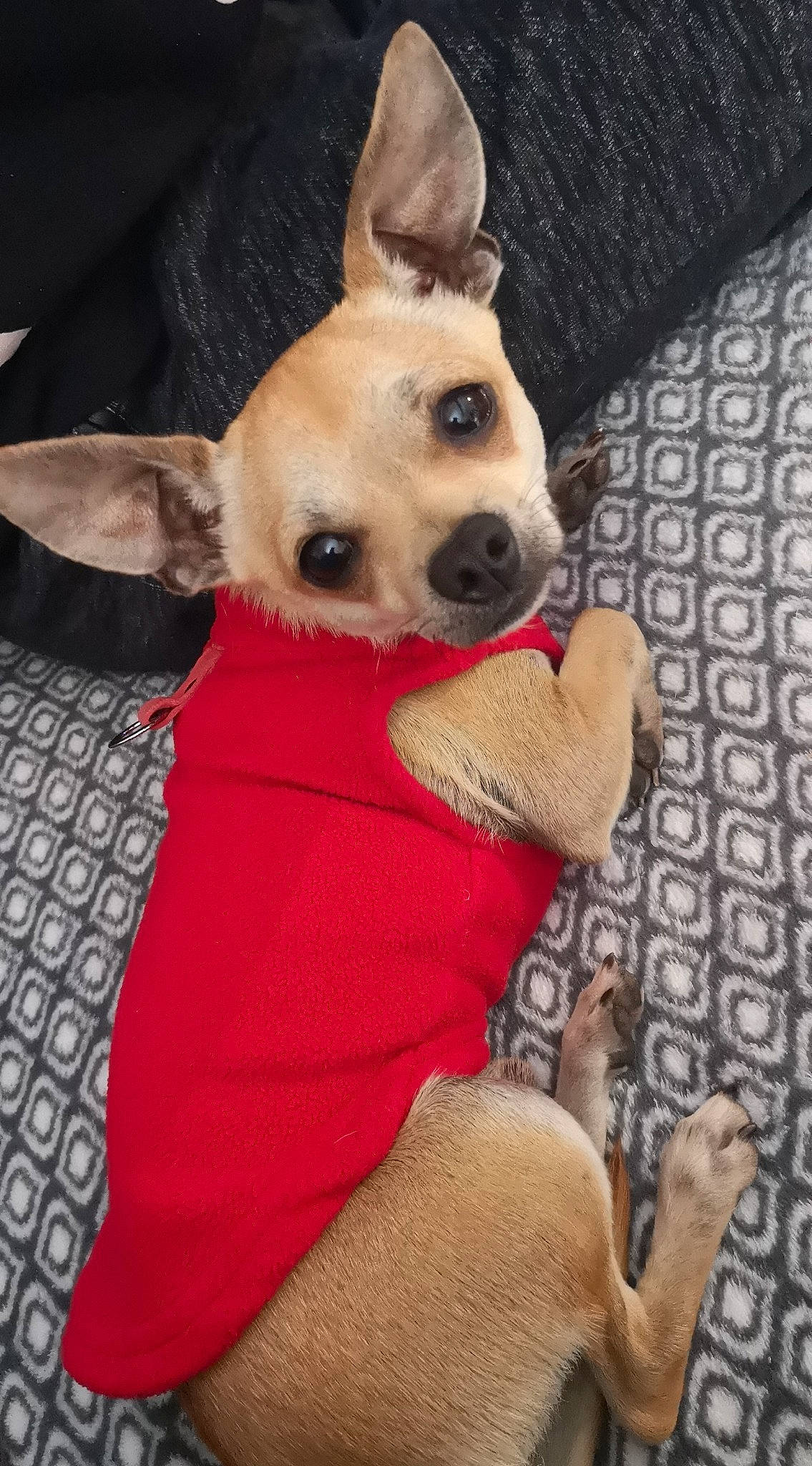 Guizmo a rejoint le concours — aidez-le/la à gagner de superbes lots ! canidae, carnivore, carolina_dog, chihuahua, companion_dog, corgi_chihuahua, dog, dog_breed, dog_clothes, ear, fawn, feist, mammal, puppy, puppy_love, rare_breed_dog, snout, sporting_group, toy_dog, vertebrate