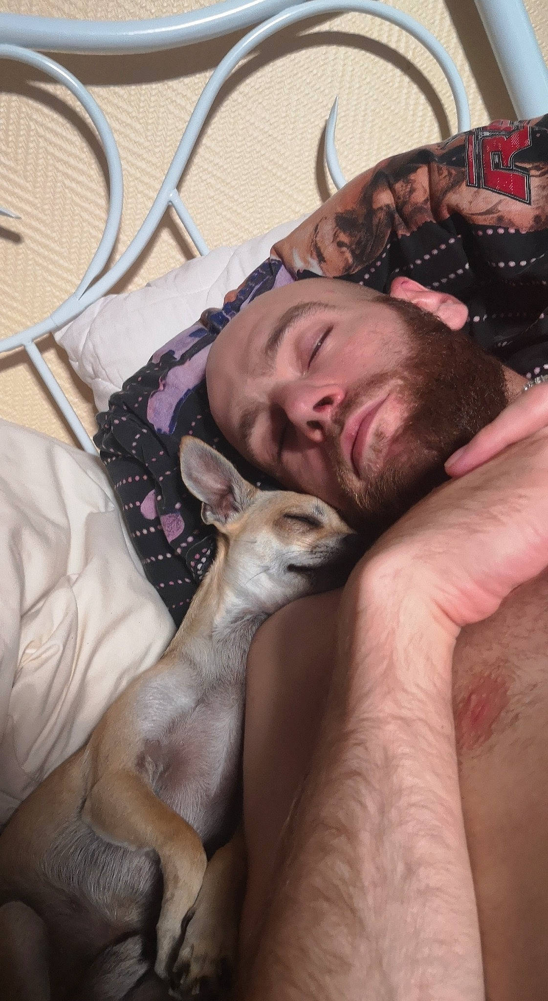 Guizmo a rejoint le concours — aidez-le/la à gagner de superbes lots ! american_hairless_terrier, canidae, carnivore, cat, donskoy, fawn, felidae, italian_greyhound, peterbald, sphynx, toy_dog