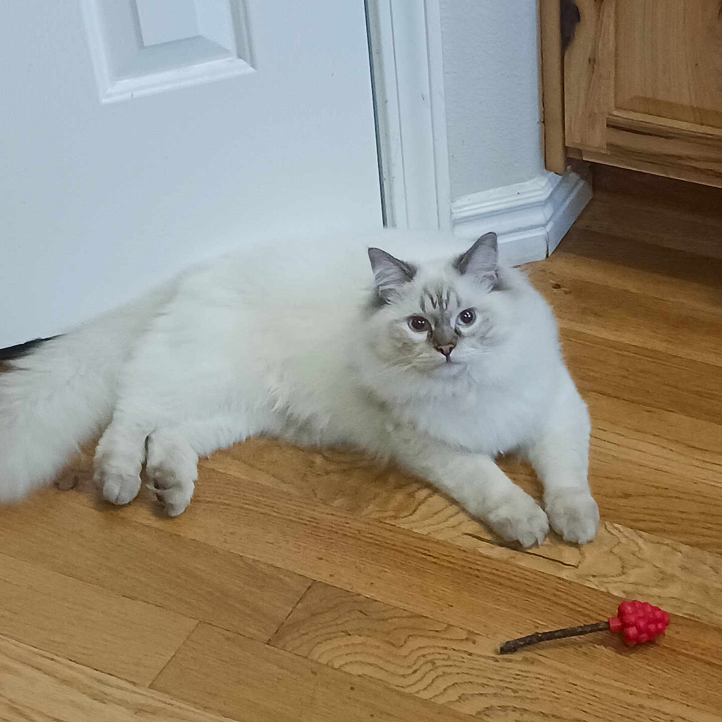 Apollo joined the competition — help win amazing prizes! animal, blue_eyes, cabinet, cat, curious, domestic_cat, door, feline, flooring, fluffy, grape_toy, household, indoor, pet, playful, relaxed, resting, toy, white_cat, wooden_floor