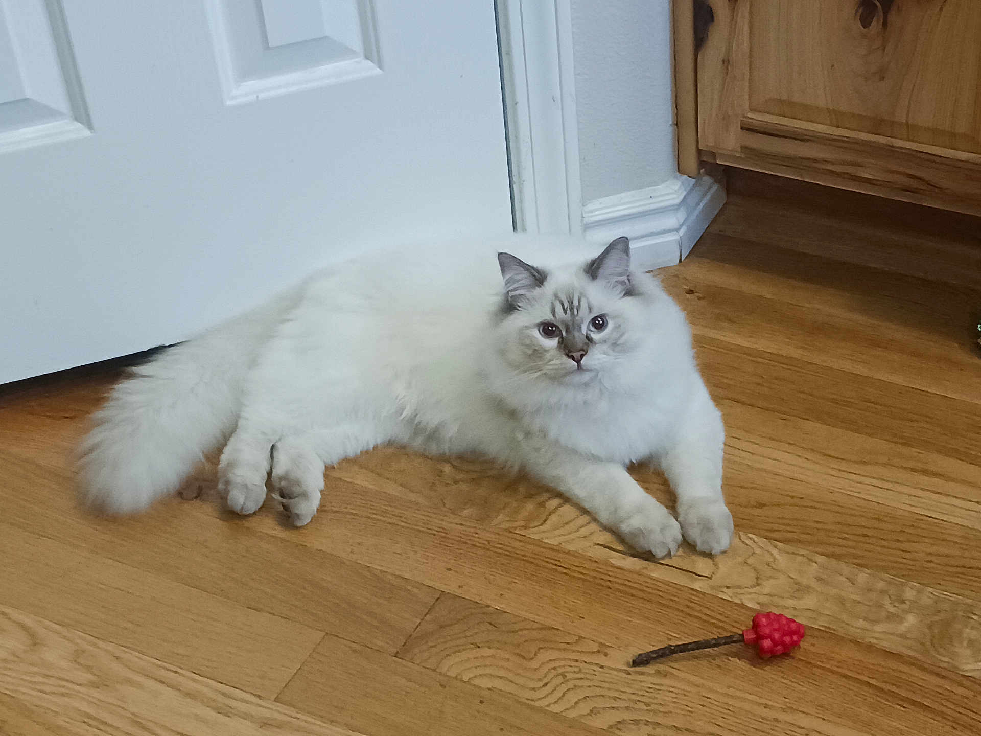 Apollo