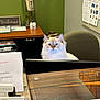 Apollo is registered to the contest to win money with this photo: animal, blue_eyes, brochures, cat, chair, computer_monitor, curious, desk, feline, fluffy_cat, green_wall, indoor, office, papers, pet, plants, reception, sign, vase, workspace