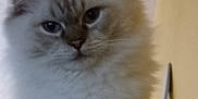 Apollo joined the competition — help win amazing prizes! animal, blue_eyes, cat, close_up, curious, cute, domestic, ears, face, feline, fluffy, furry, indoor, indoor_light, looking, mammal, pet, portrait, soft_fur, whiskers